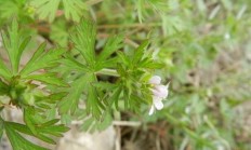 安子草的别号？