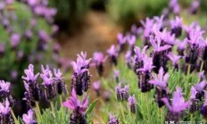 薰衣草的花语是什么_薰衣草花语大全？