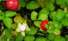 乡村一培植物，人称蛇莓，城里几十块一斤，怎样人为培植？