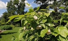 夏蜡梅（木本植物）