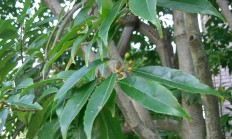 冬青（木本植物）