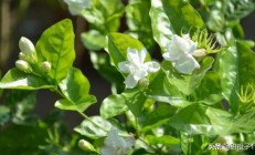 茉莉花花的特性是什么？
