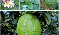 往日乡村罕见培植的枸橼再有人培植吗？