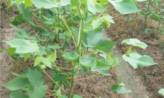 棉花什么功夫掐头？提防什么？