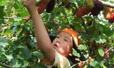 干什么小功夫在乡村桑葚没人吃，此刻却很受欢送？