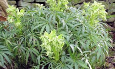 嚏根草（草本植物）