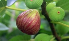 夏季如何养无花果？我的无花果叶怎么了？