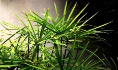 旱伞草（水生植物）