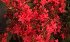 蓝花丹:蓝花丹着花后要施肥吗？