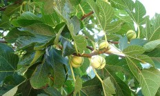 无花果（木本植物）