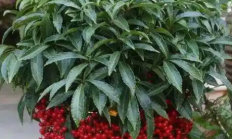 朱砂根（木本植物）