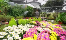 “花卉经济”助增收