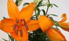 百合着花后如何养？