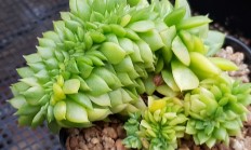 姬胧月锦(姬胧月多肉植物的养殖方法)
