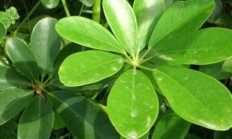 花草鸭脚木怎样养