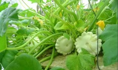 飞碟瓜（藤本植物）