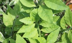 红雀珊瑚(红雀珊瑚是促癌植物吗)