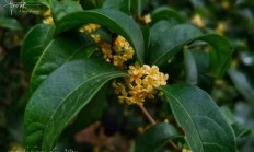 桂花品种(桂花泡茶禁忌)