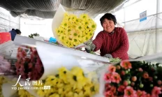 阜阳：花卉产业助农增收