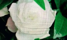有哪些花是喜阳的？