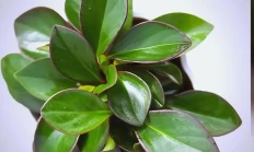 紫边碧玉椒草（草本植物）