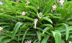 艳山姜（草本植物）