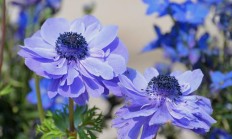 花店内里小众然而含义好的花？