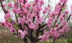 梅花的别称(梅花的别称50种)