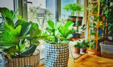 适合养家里的10种花卉，夜里释放氧气，让你睡得香、不失眠！第一种芦荟