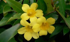 法国香水花（藤本植物）