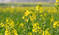 黄花有什么用？