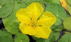 荇菜（水生植物）