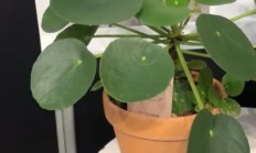 镜面草能养成树吗,不能但可以养成老桩
