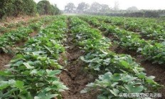 花生已经收获，它几乎秋天，你能成长红色吗？