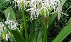 文殊兰（草本植物）