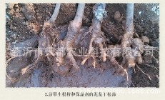 频婆果，三生三世枕上书频婆果