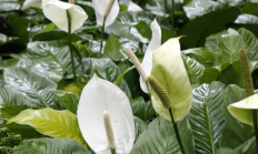白掌（草本植物）
