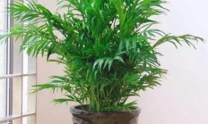 夏威夷椰子怎样养？