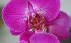 常见花卉，常见灌木