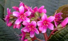 虎颜花（草本植物）