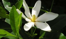 栀子花（木本植物）