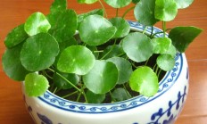 铜钱草（水生植物）