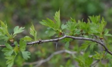 山楂（木本植物）