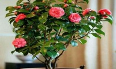 红茶花如何浇水、保护和施肥？