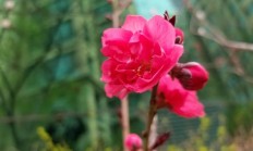 乡村的桃树花有什么效率？