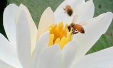针垫花:三个字的花名有哪些？