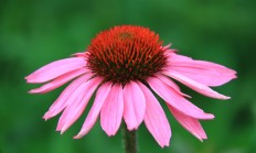松果菊（草本植物）