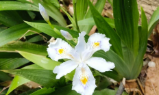 蝴蝶花（草本植物）