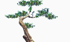 黄杨的品种有那些？想问问黄杨有那些品种？