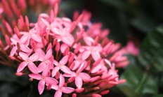 龙船花（草本植物）